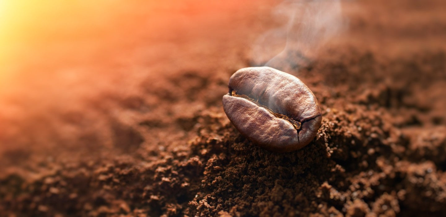 Acrylamide in Coffee: Origins, Implications, and Tips