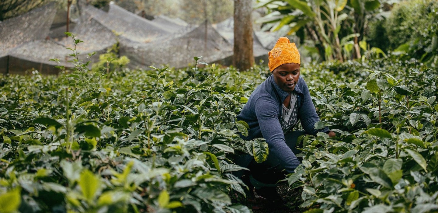 Coffee Cultivation