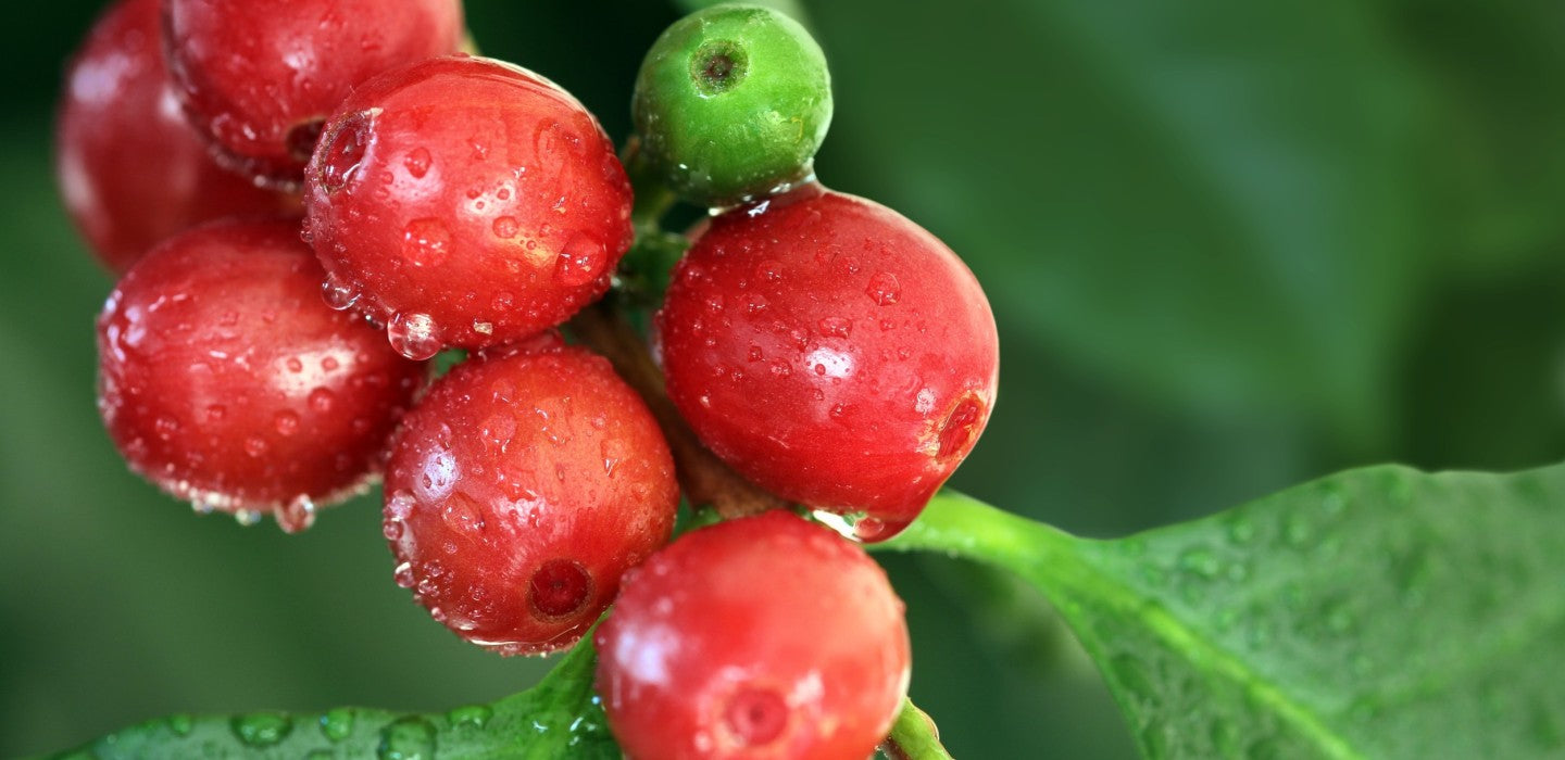 Coffea: The Coffee Plant