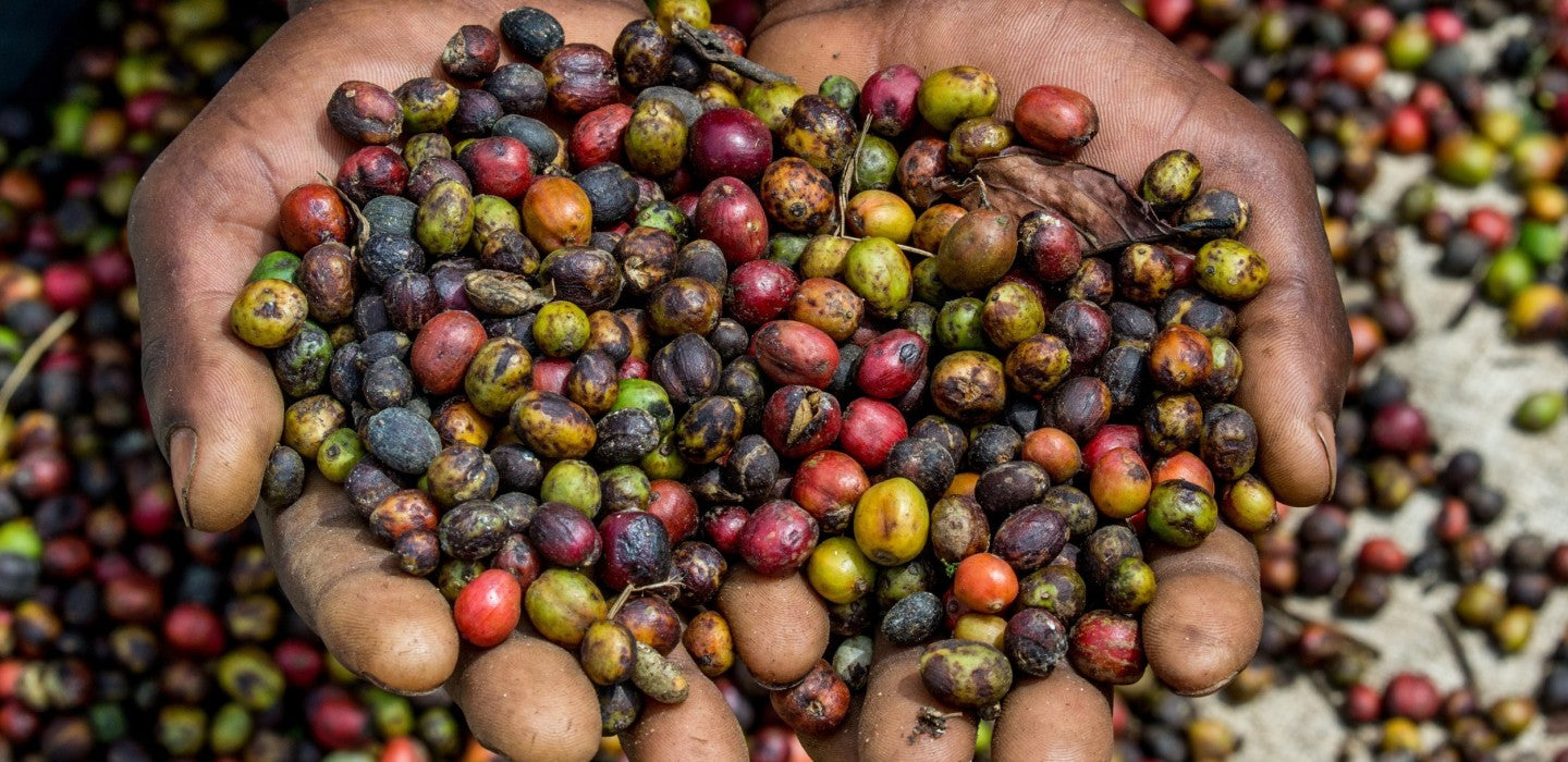 Coffee Fermentation: From Bean to Brew