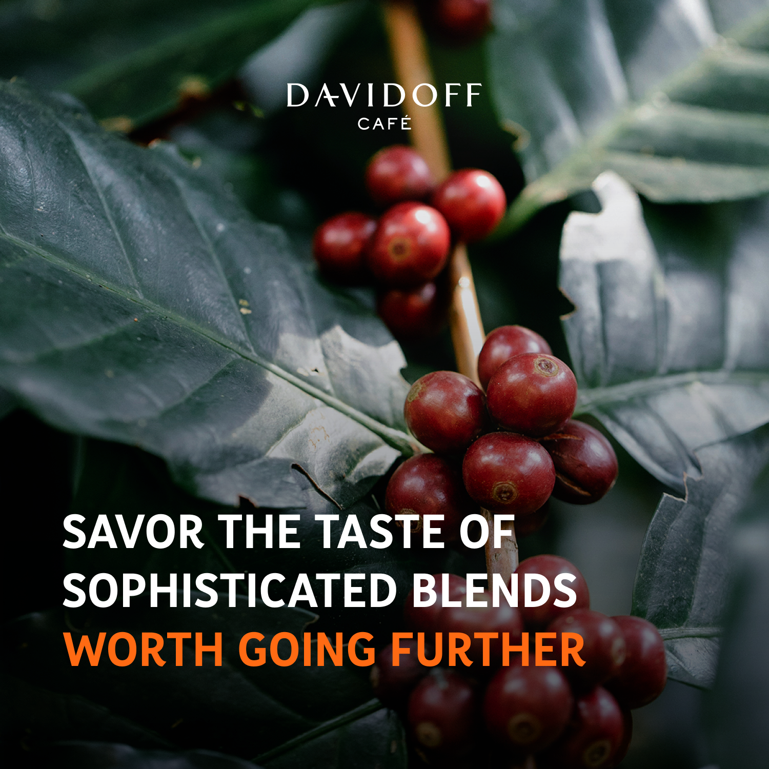 DAVIDOFF Rich Aroma Instant Coffee