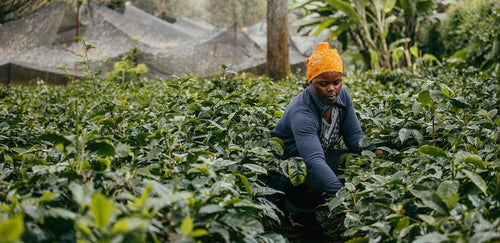 The Journey of Coffee: From Seed to Cup