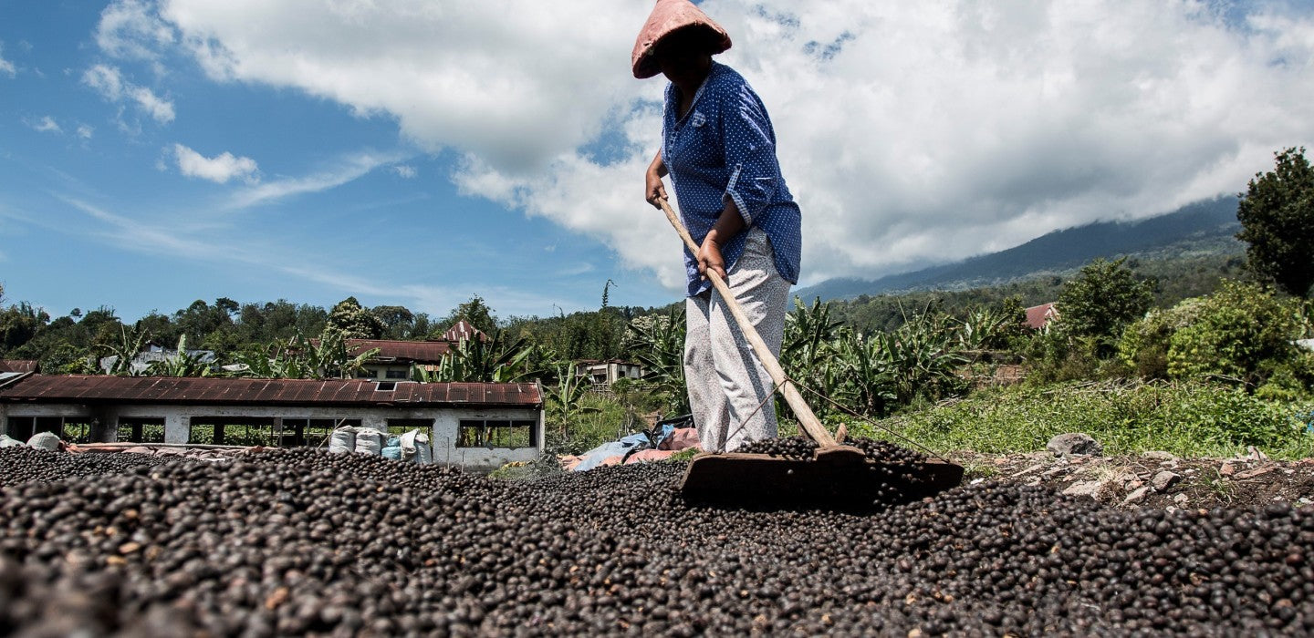 Understanding Beneficios: The Key to Exceptional Coffee Processing