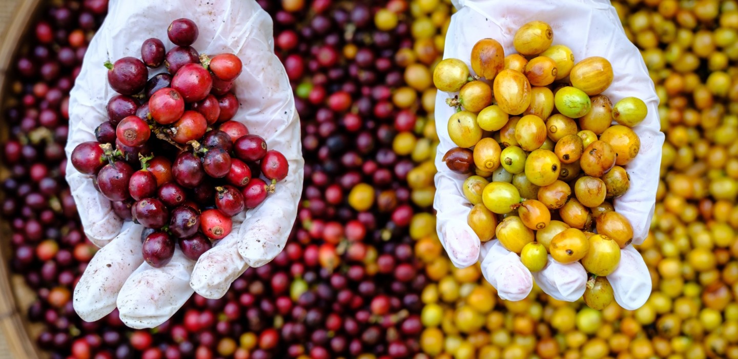 Unraveling the Roots, Taste, and Processing of Bourbon Coffee