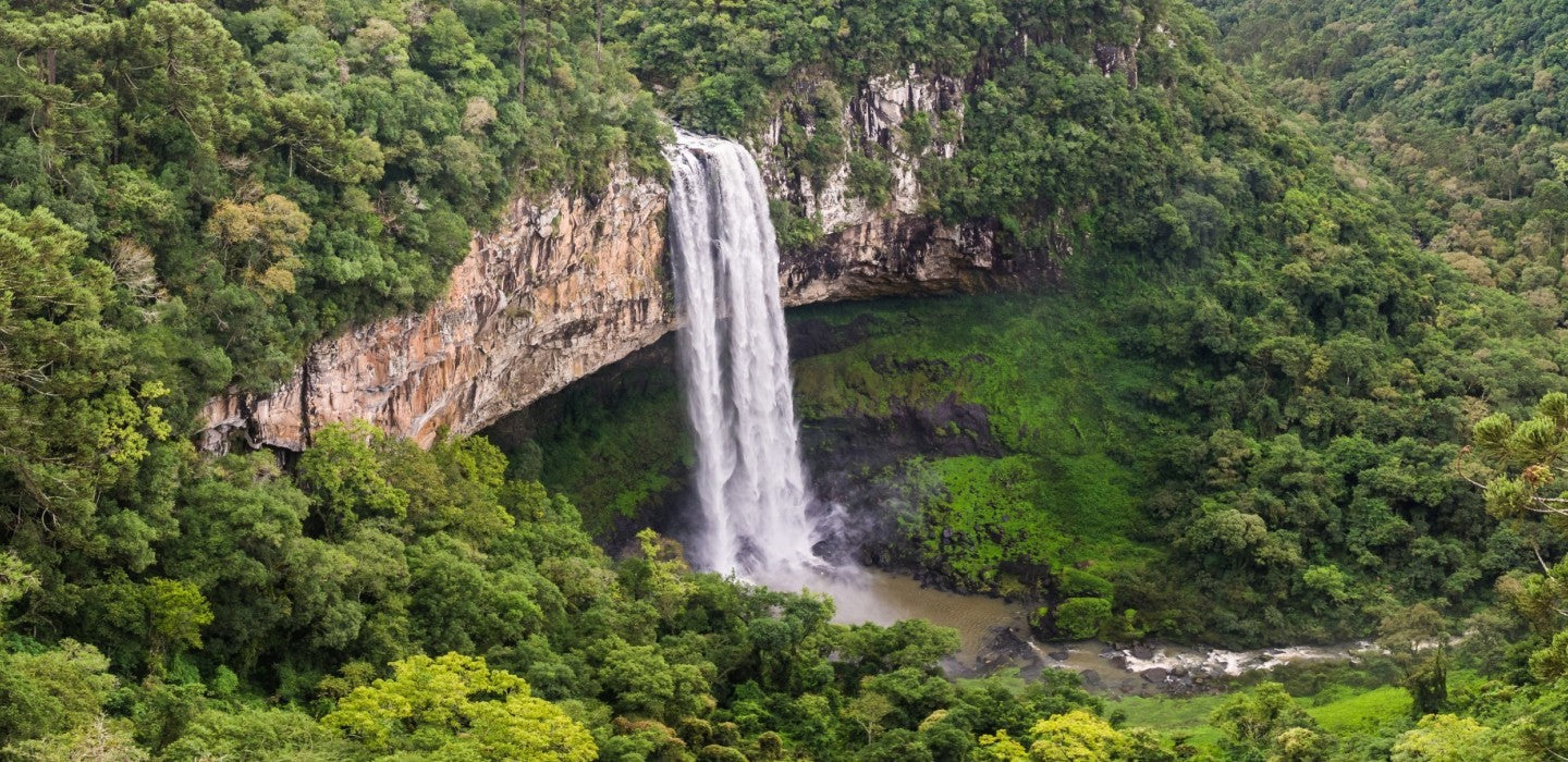 Decoding Brazil Coffee: Origin, Qualities, and Experience