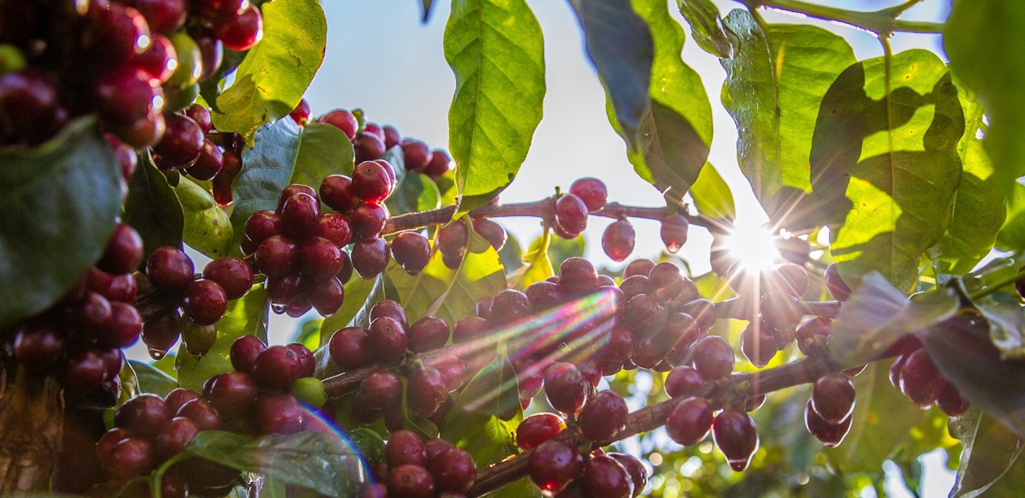 Coffee Harvest