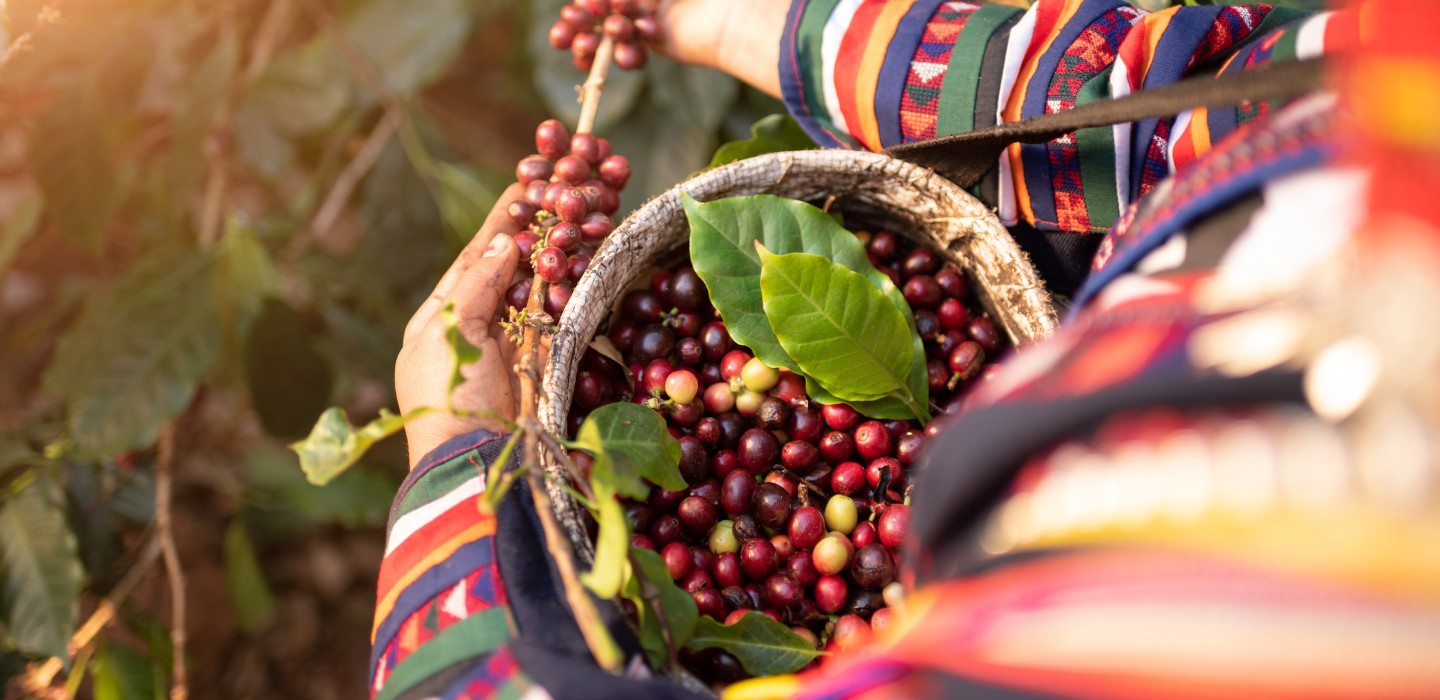 Coffee Harvesting: When and How is Coffee Harvested?