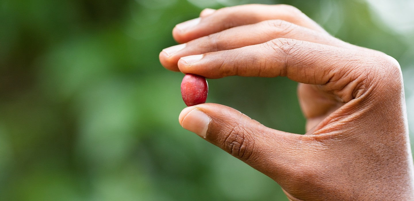 Welcome to The Journey of a Coffee Bean - From Plant to Cup