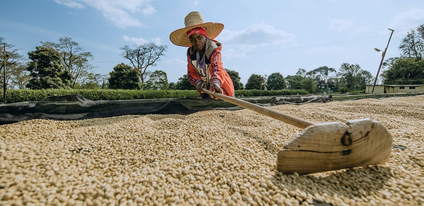 Coffee Processing Methods: How do you get from Cherry to Bean?