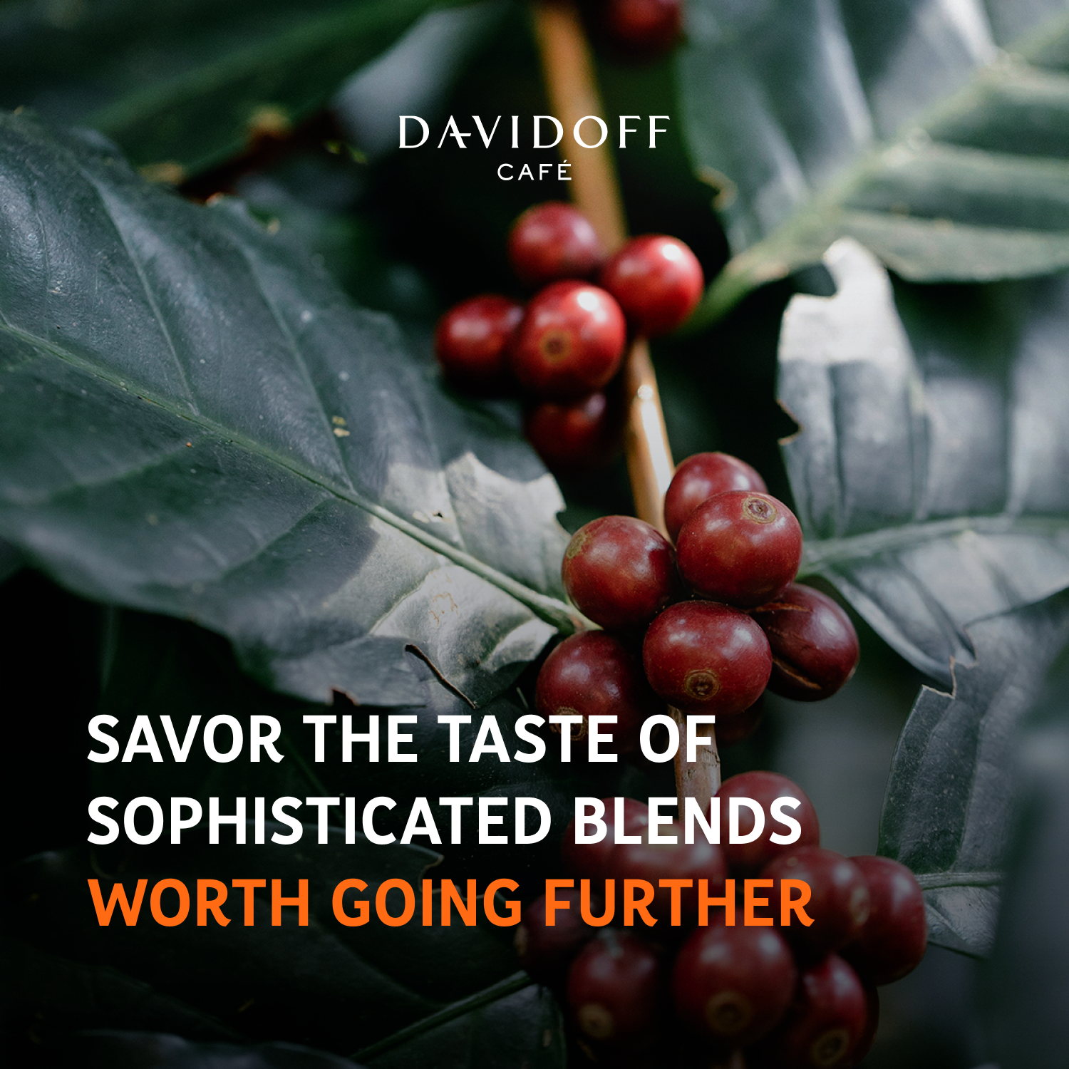 DAVIDOFF Espresso 57 Instant Coffee