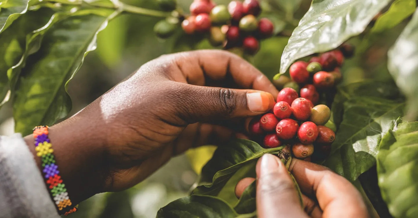 Hands pick the coffee cherries from a coffee plant.